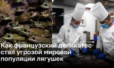 Французская любовь к лягушачьим лапкам ставит последних на грань вымирание