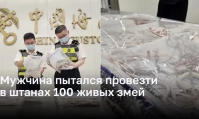 Мужчина задержан в Гонконге при попытке провезти в Китай более 100 живых змей