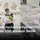 Мужчина задержан в Гонконге при попытке провезти в Китай более 100 живых змей