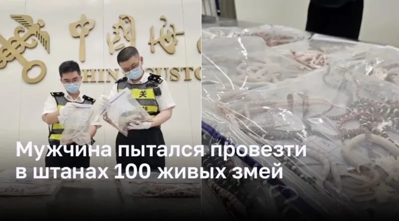 Мужчина задержан в Гонконге при попытке провезти в Китай более 100 живых змей