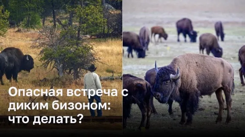 Опасная встреча с диким бизоном: что делать?