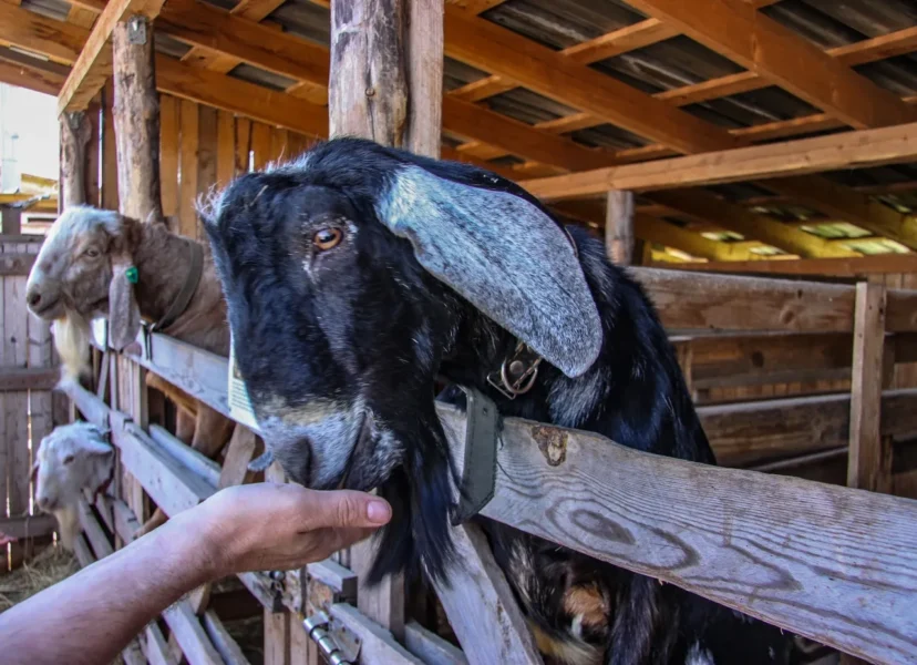 «Farm Village»: уникальное место для релакса в Воронежской области