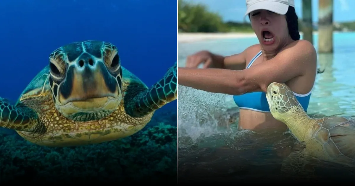 Российские туристы в Анталье были атакованы морской черепахой