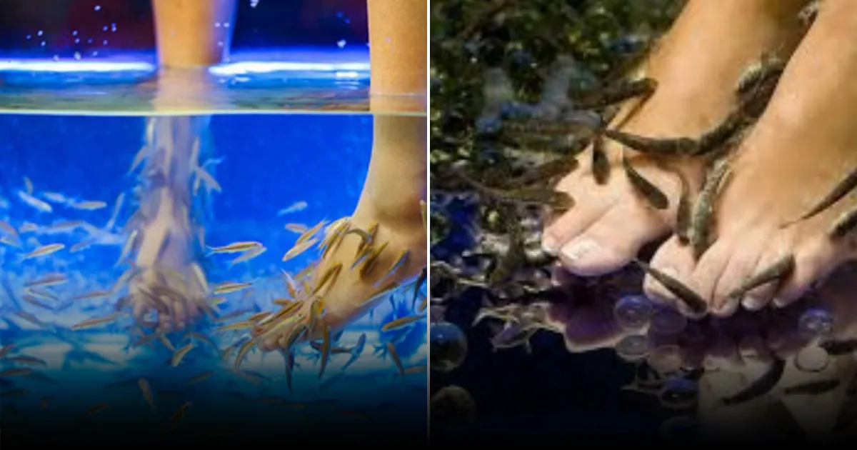 Эксперты предупредили о рисках fish-пилинга