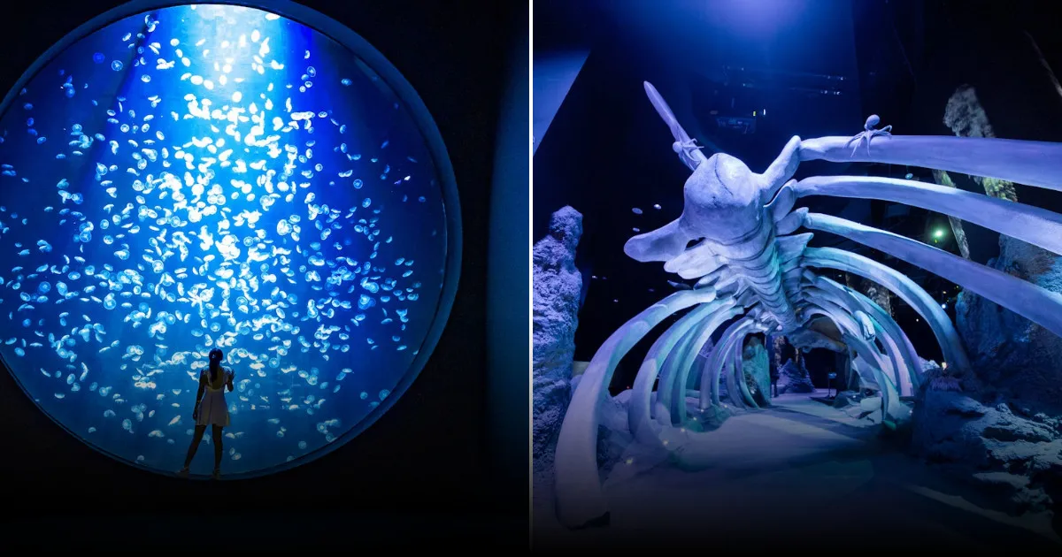 Сингапурский океанариум: новое дыхание морских бездны