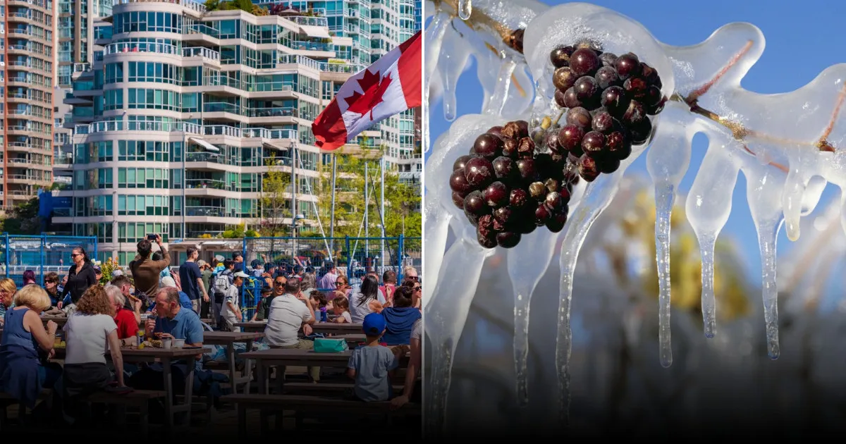 Гастрономные сокровища Канады