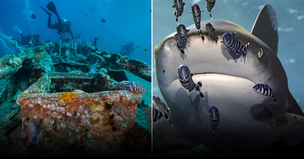 Названы лучшие места для дайвинга и снорклинга в Египте