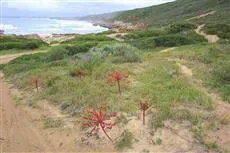 Sandpiper Guest Cottages