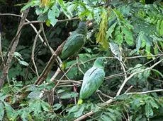 Posada Amazonas