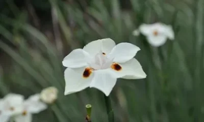 Mt Warning Bed and Breakfast Retreat