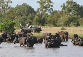 Umlani Bushcamp