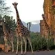 Giraffe Manor Hotel Nairobi