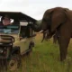 Addo Elephant Back Safaris and Lodge