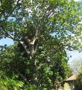 Casa Guardia Panama