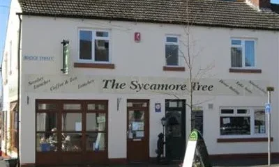 Sycamore Tree