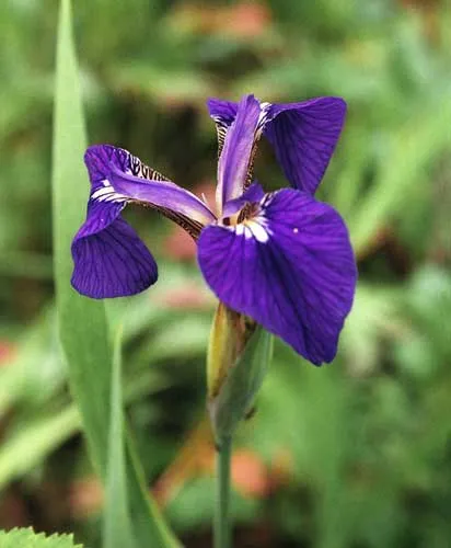 Природный парк Налычево. Ирис