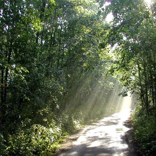 Зачарованная дорога. Так и кажется, что сейчас в столбе солнечного света промелькнет силуэт единорога. Фото сделано рядом с домом отдыха Верхневолжский (~110 км от Москвы по Ленинградскому шоссе) ранним утром. (17.07.2005)