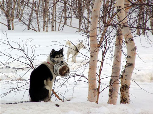 Дальний Восток