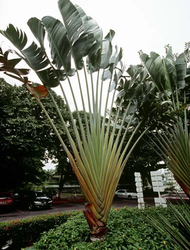 РЕСПУБЛИКА КОНГО. Страна французского влияния и русской ностальгии