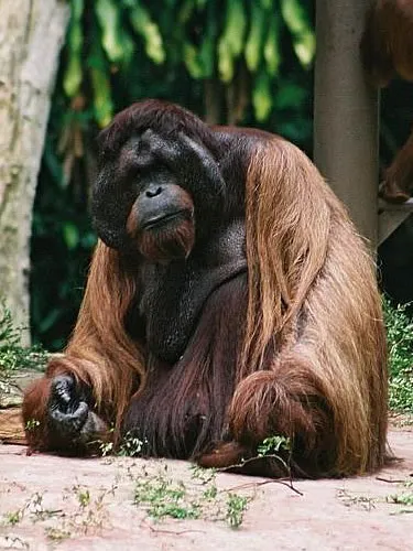 Сингапур. Орангутан А Менг – патриарх Сингапурского зоопарка
