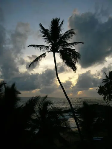 Шри-Ланка и отель Induruwa beach resort