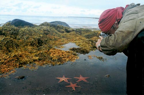 Белое море. Морские звезды и ламинария (морская капуста).