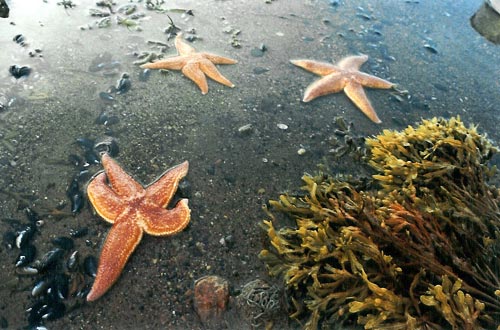 Белое море. Морские звезды и ламинария (морская капуста).