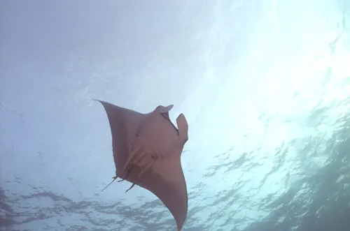 «Челюсти, встреча с инопланетянами  или  как пережить шторм и остаться в живых»