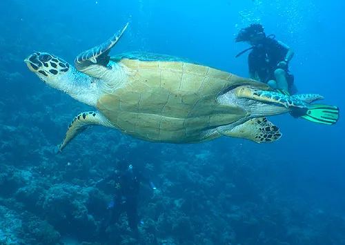 Голубая бездна