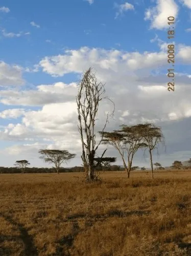 Желтые акации: живые и мертвые