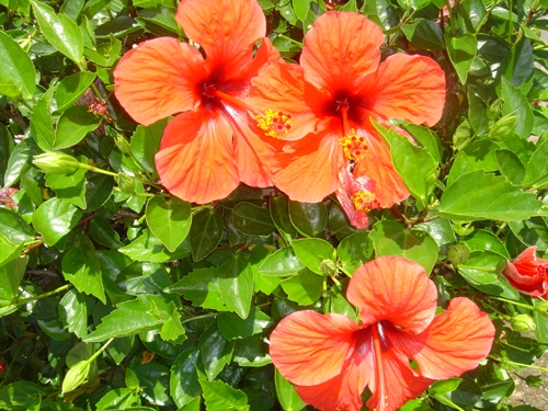 Hibiscus