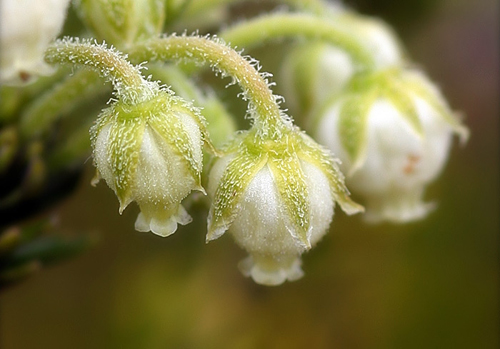 Болотный розмарин (Bog Rosemary).
Национальный парк «Kenai Fjords», Аляска.