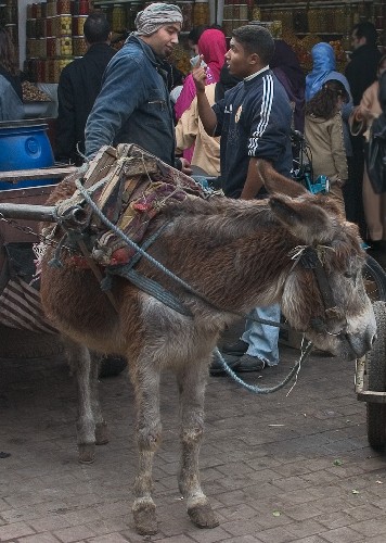 Марракеш, деловой разговор