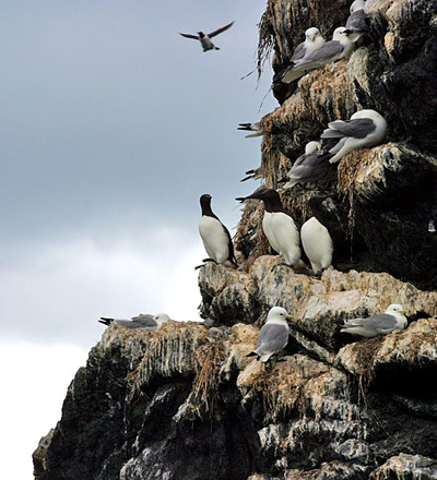 Чайки-моёвки (kittiwakes) и молодые бакланы (Cormorants)
на острове Gull Island.
Залив Качемак, Аляска.