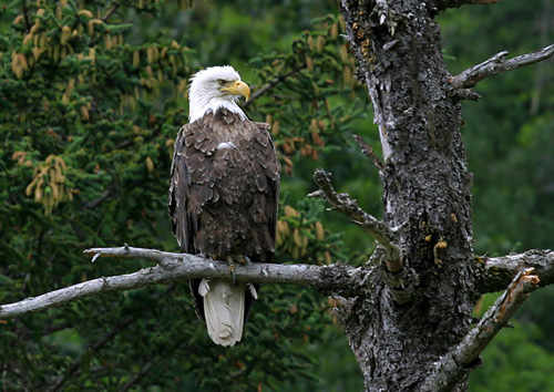 Молодой белоголовый орел (Bald eagle).
Залив Качемак, Аляска.