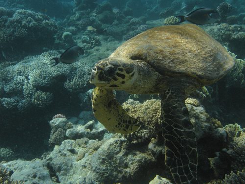 Marsa Alam, черепаха утром