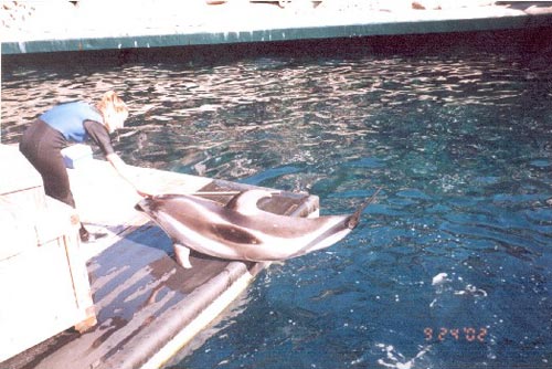 Dolphin show (Vancouver).