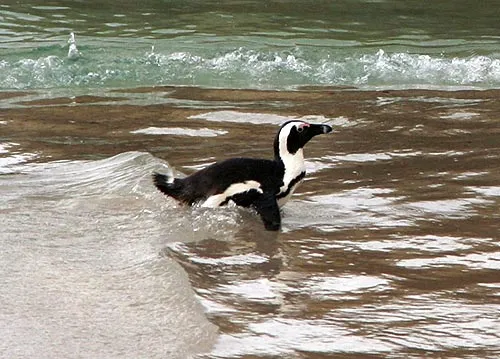Пингвин плавает.На глубину он явно не заплывал и рыбу не ловил, так что чем они кормятся, осталось для меня загадкой. Надеюсь, не объедками от гамбургеров.