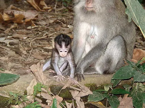 Бали как он есть, или в поисках потерянного рая