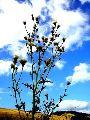 Cirsium vulgare