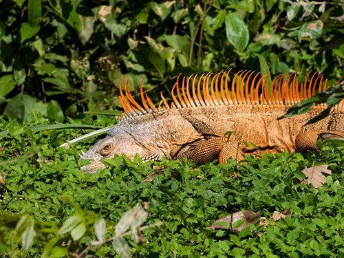 Совсем не видно... Самец игуаны прячется в траве. Belize river.
Белиз, Центральная Америка.