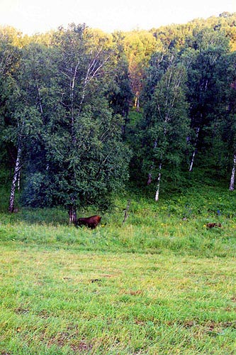 Экземпляр Красной Книги (зубр)