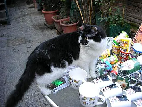 Котяра по имени Босс.Тот самый,который решил меня удочерить.