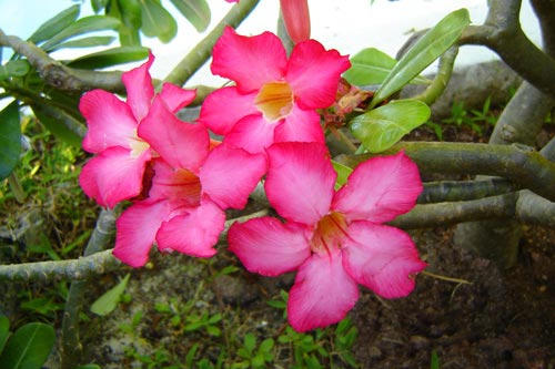 China Rose