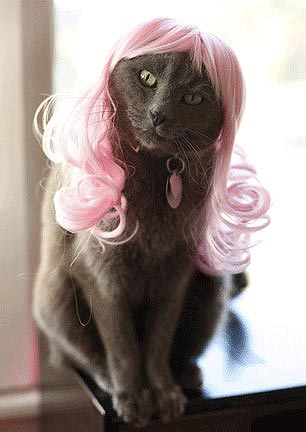 Фото: kittywigs.com