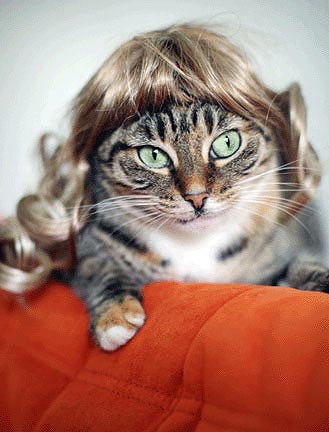 kittywigs.com