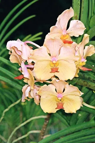 Заметки с Восточных Карибов или Пришествие на Антигуа