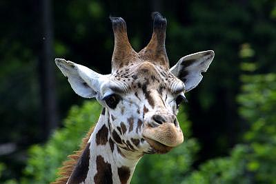 фото: Zoo Praha