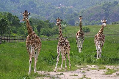 фото: Zoo Praha