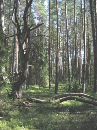 лес на Акуловском острове. Скнятино